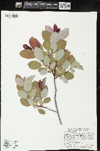 Salix pseudomonticola image