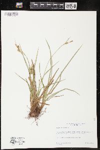 Carex pallescens image