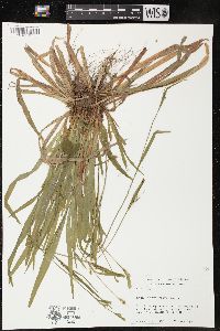 Carex leptonervia image