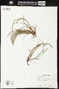 Carex backii image