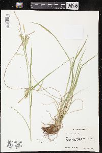 Carex sprengelii image