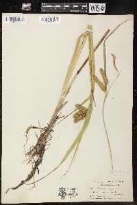 Carex comosa image