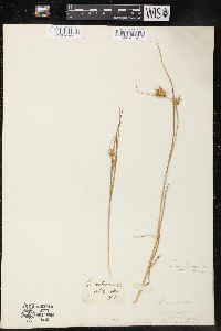 Carex michauxiana image