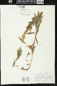 Solidago lepida image