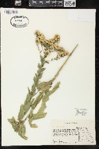 Solidago rigida image