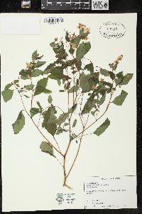 Impatiens biflora image