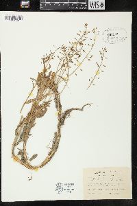 Rorippa palustris subsp. fernaldiana image