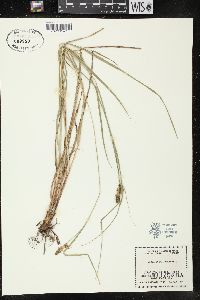 Carex bushii image