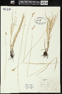 Carex tenera image