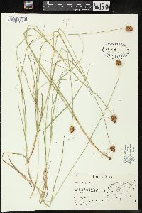 Carex tracyi image