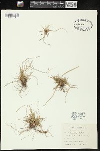 Carex umbellata image