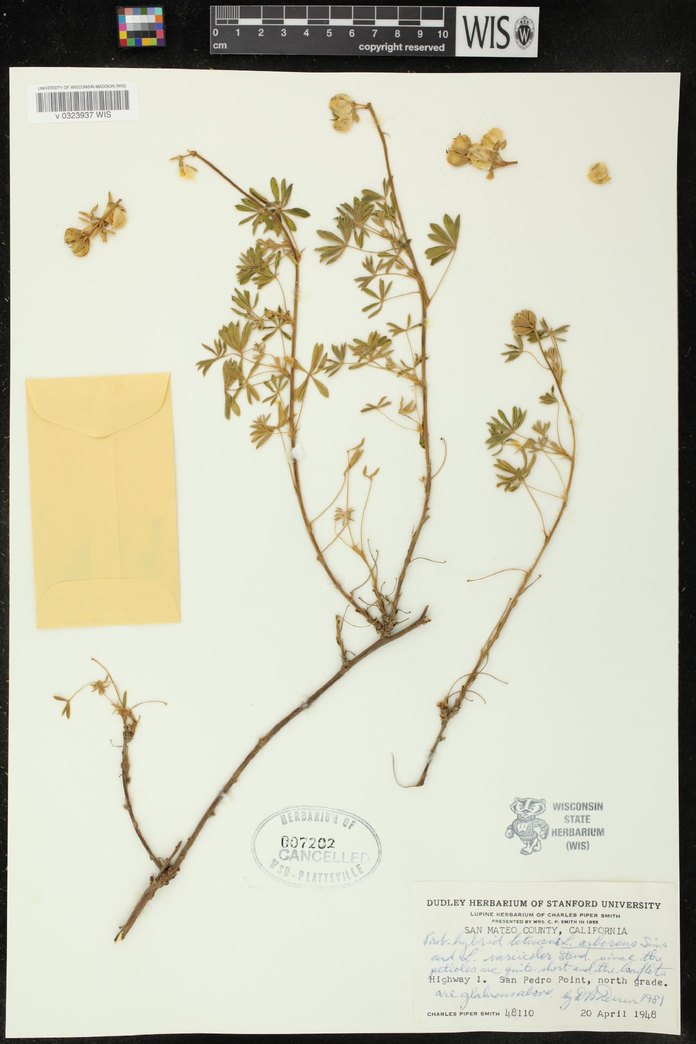 Lupinus arboreus image
