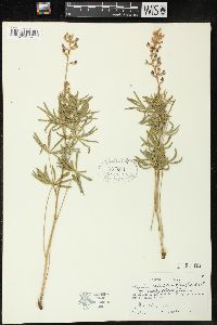 Lupinus arbustus subsp. neolaxiflorus image