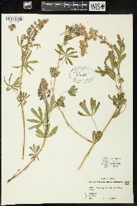 Lupinus argenteus subsp. spathulatus image