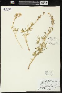 Lupinus argenteus var. laxiflorus image