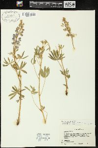 Lupinus bakeri image