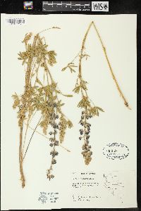 Lupinus caudatus image