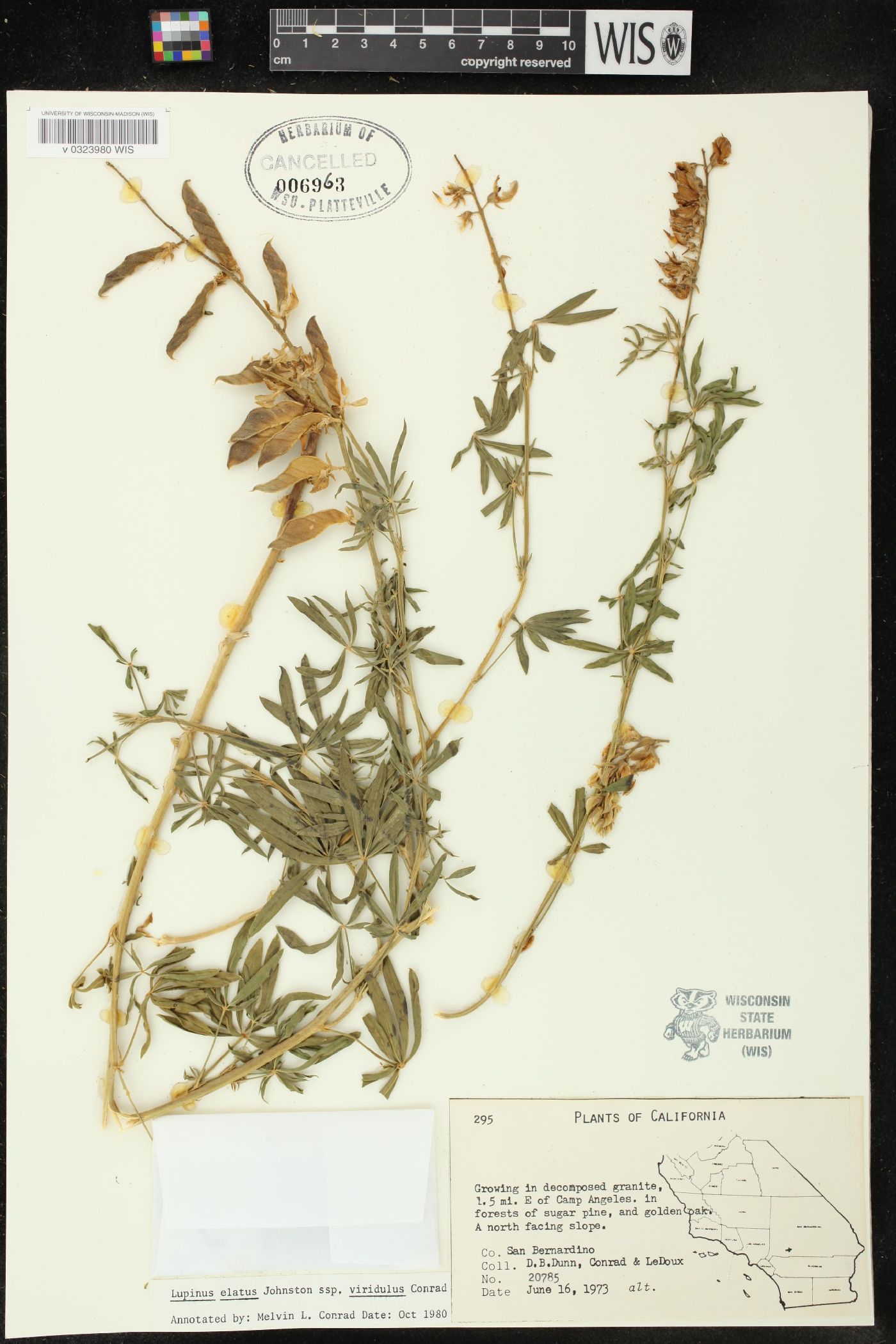 Lupinus elatus image
