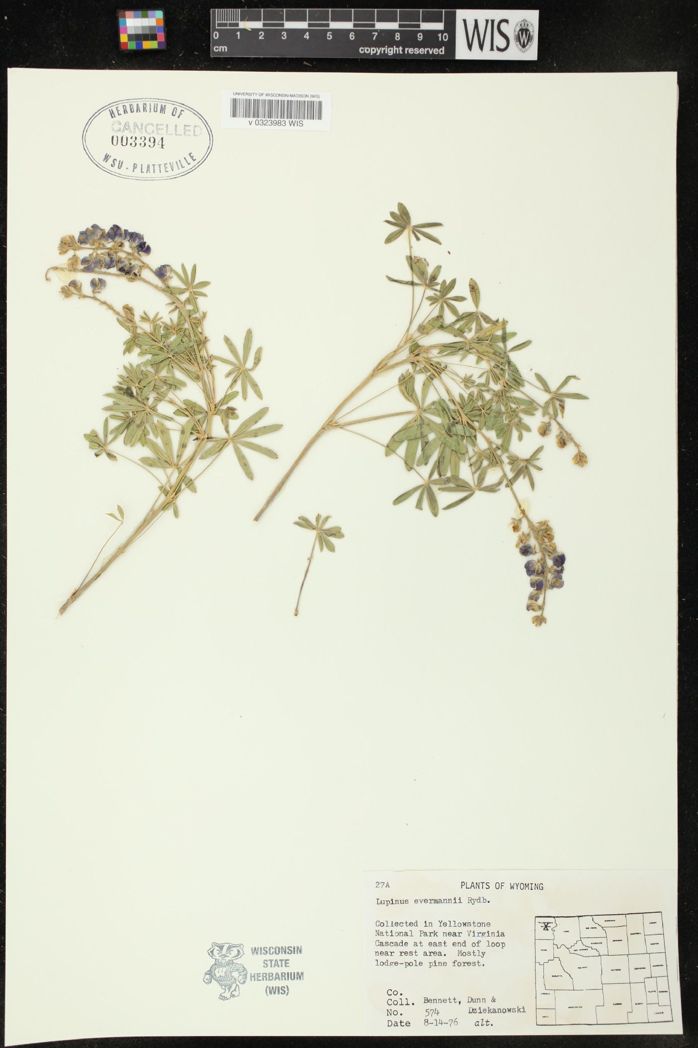 Lupinus evermannii image