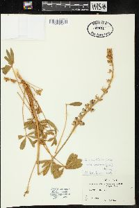 Lupinus excubitus var. medius image