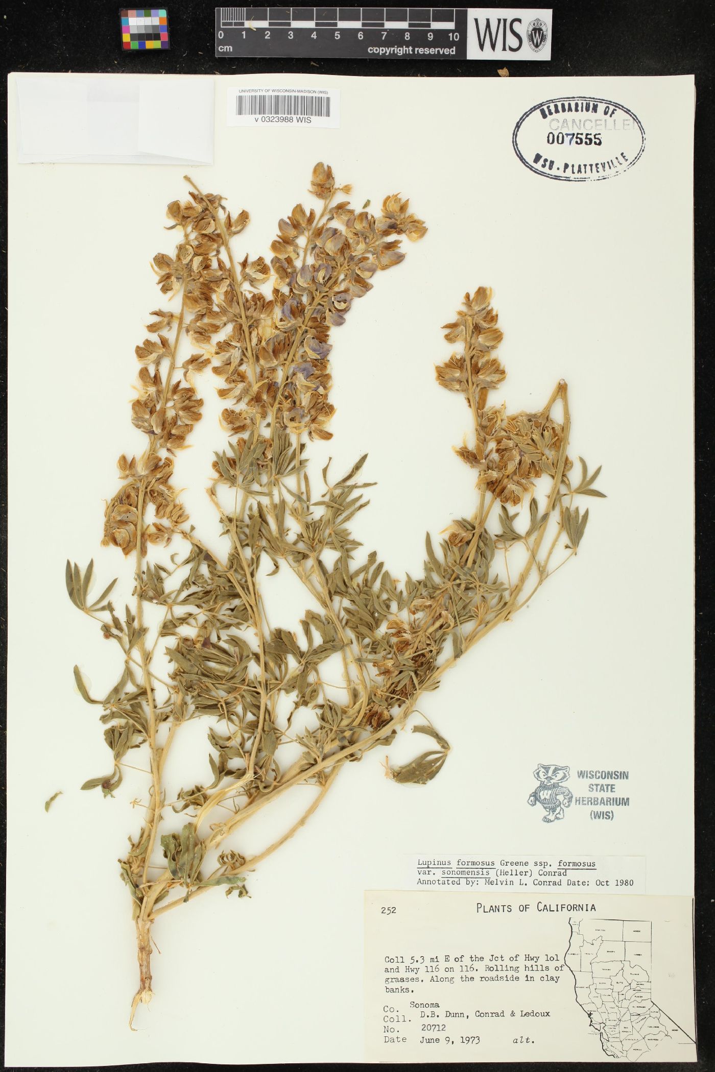 Lupinus sonomensis image