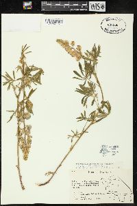 Lupinus beaneanus image