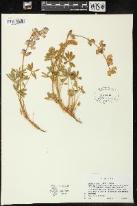 Lupinus grayi image