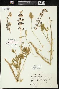 Lupinus holmgrenianus image