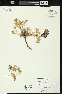Lupinus minimus image