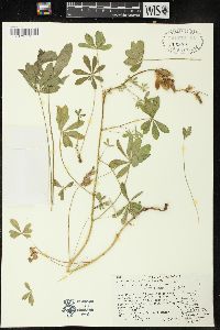 Lupinus latifolius subsp. viridifolius image