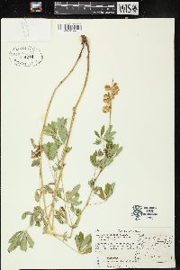 Lupinus latifolius subsp. viridifolius image