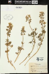 Lupinus nanus subsp. latifolius image