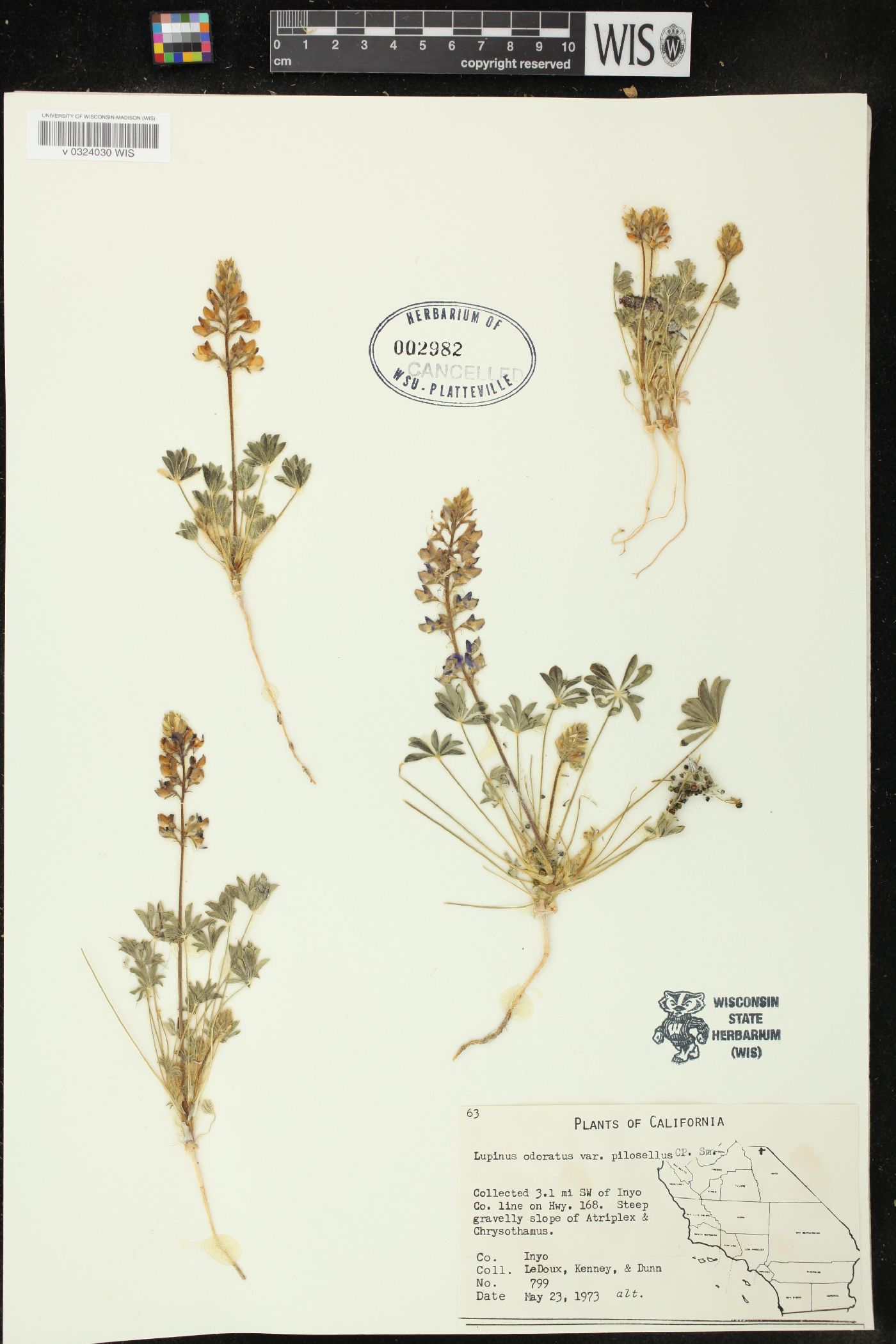 Lupinus odoratus var. pilosellus image