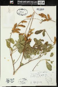 Lupinus violaceus image