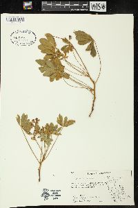 Lupinus onustus image