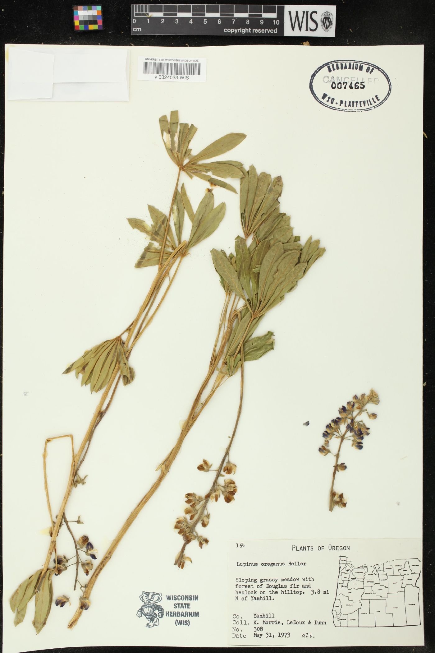 Lupinus oreganus image