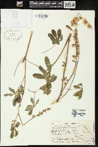 Lupinus latifolius image