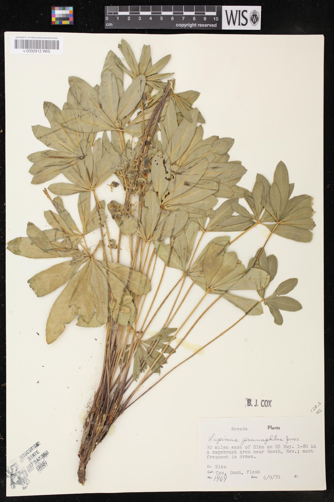 Lupinus prunophilus image