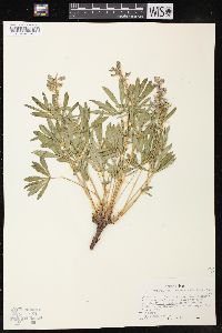 Lupinus wyethii subsp. tetonensis image