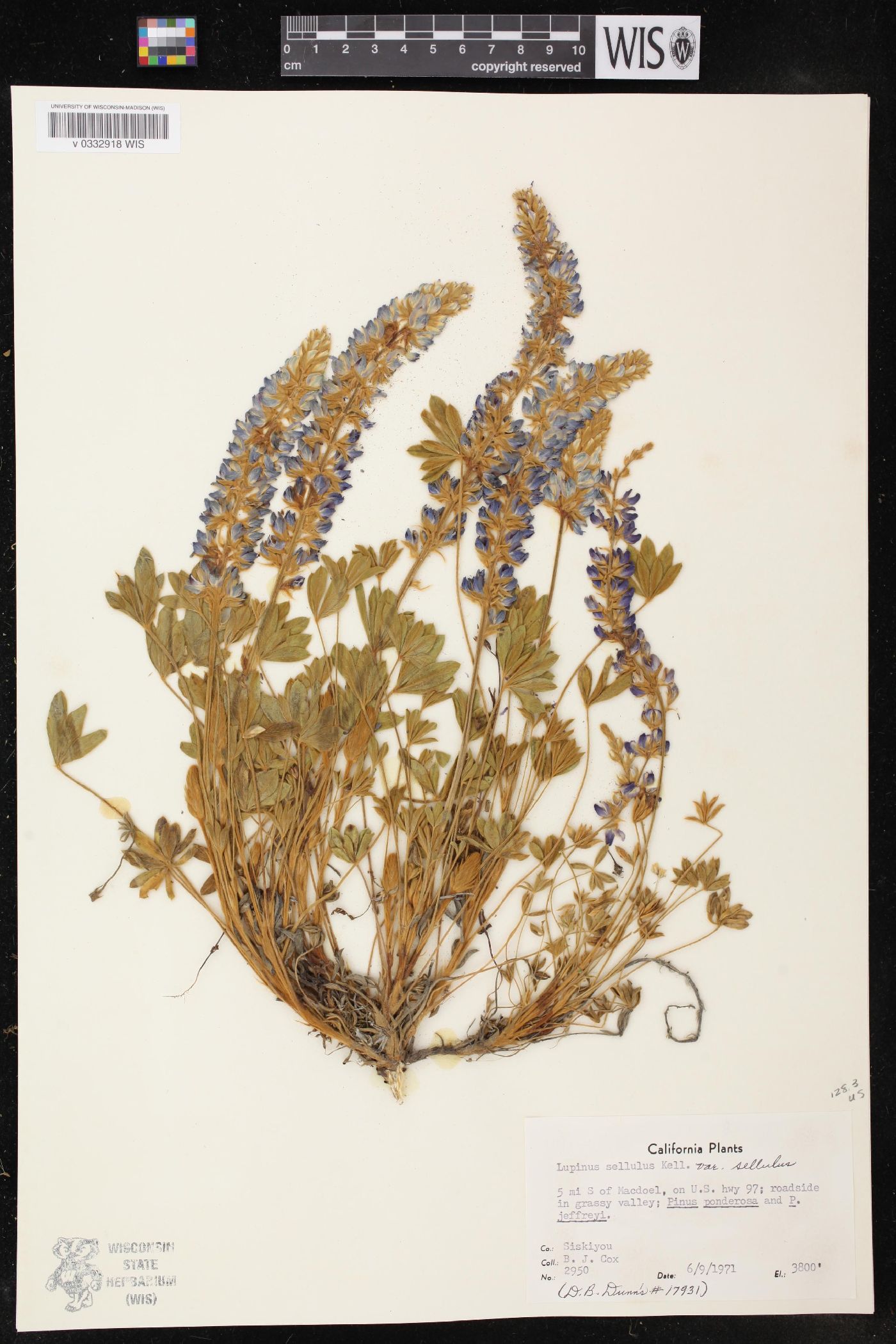 Lupinus sellulus subsp. sellulus image