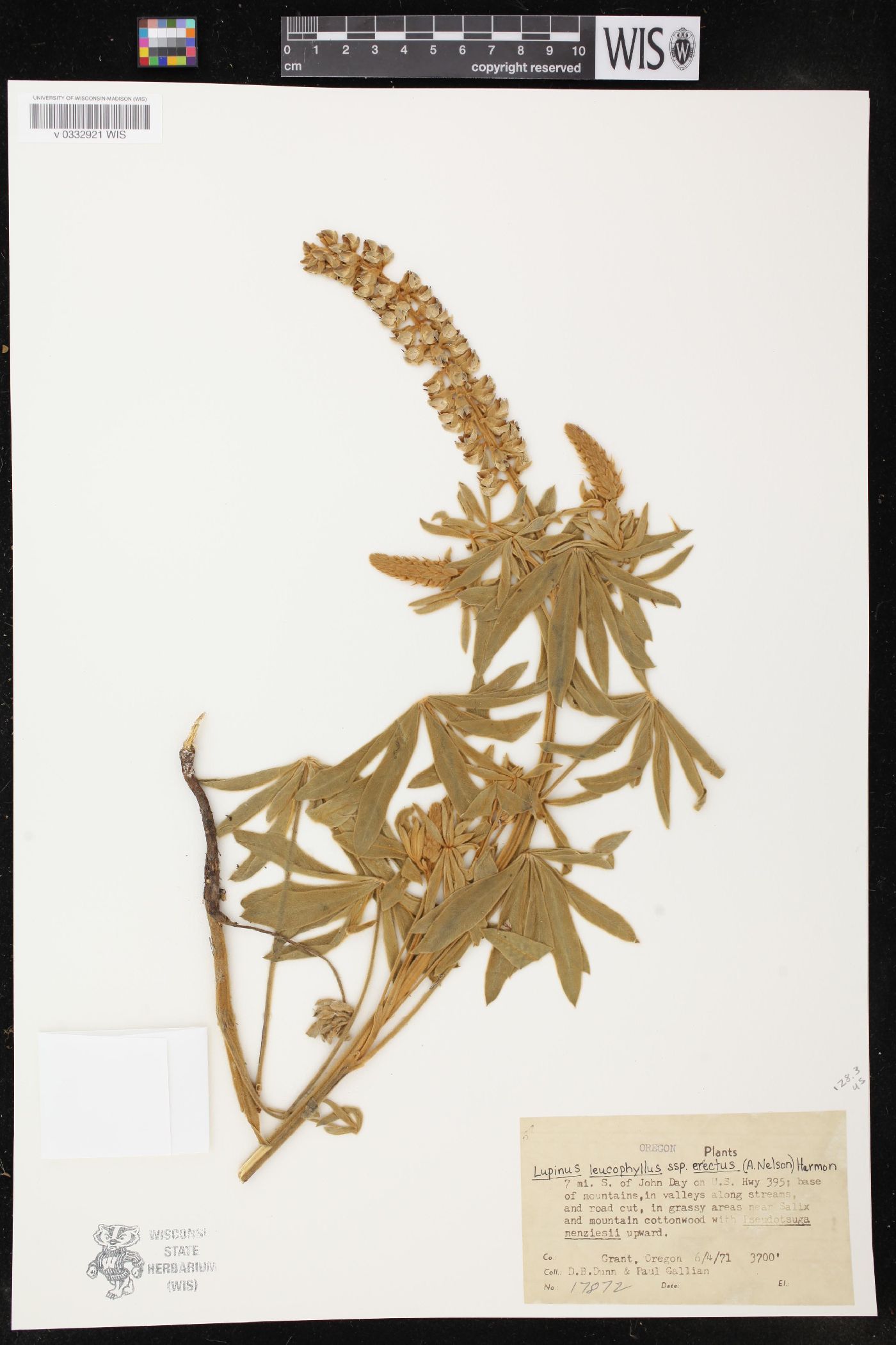 Lupinus leucophyllus subsp. erectus image