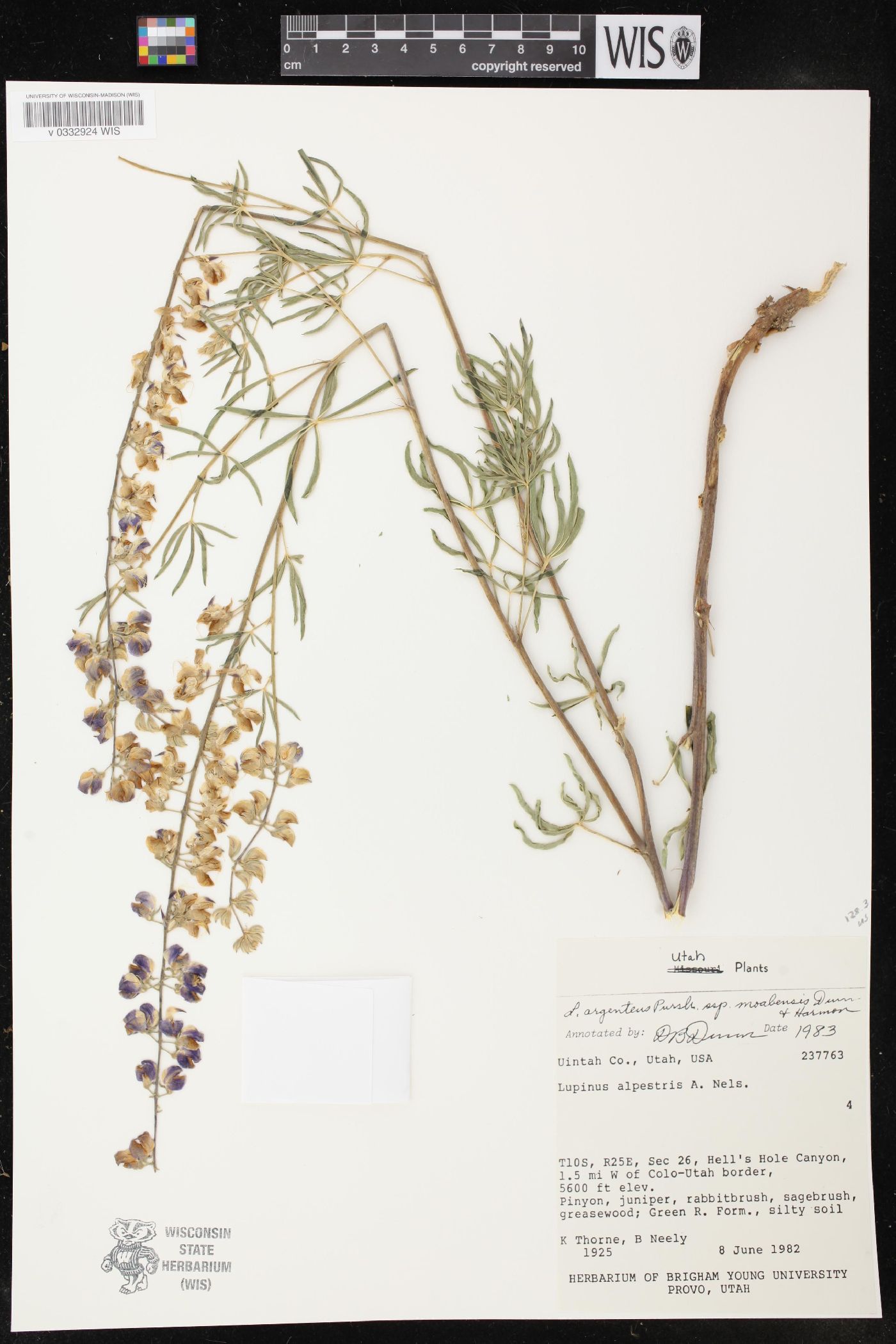 Lupinus argenteus subsp. moabensis image