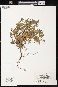 Lupinus aridus subsp. lenorensis image