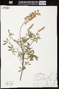 Lupinus elegans image