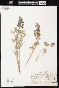 Lupinus saxosus image