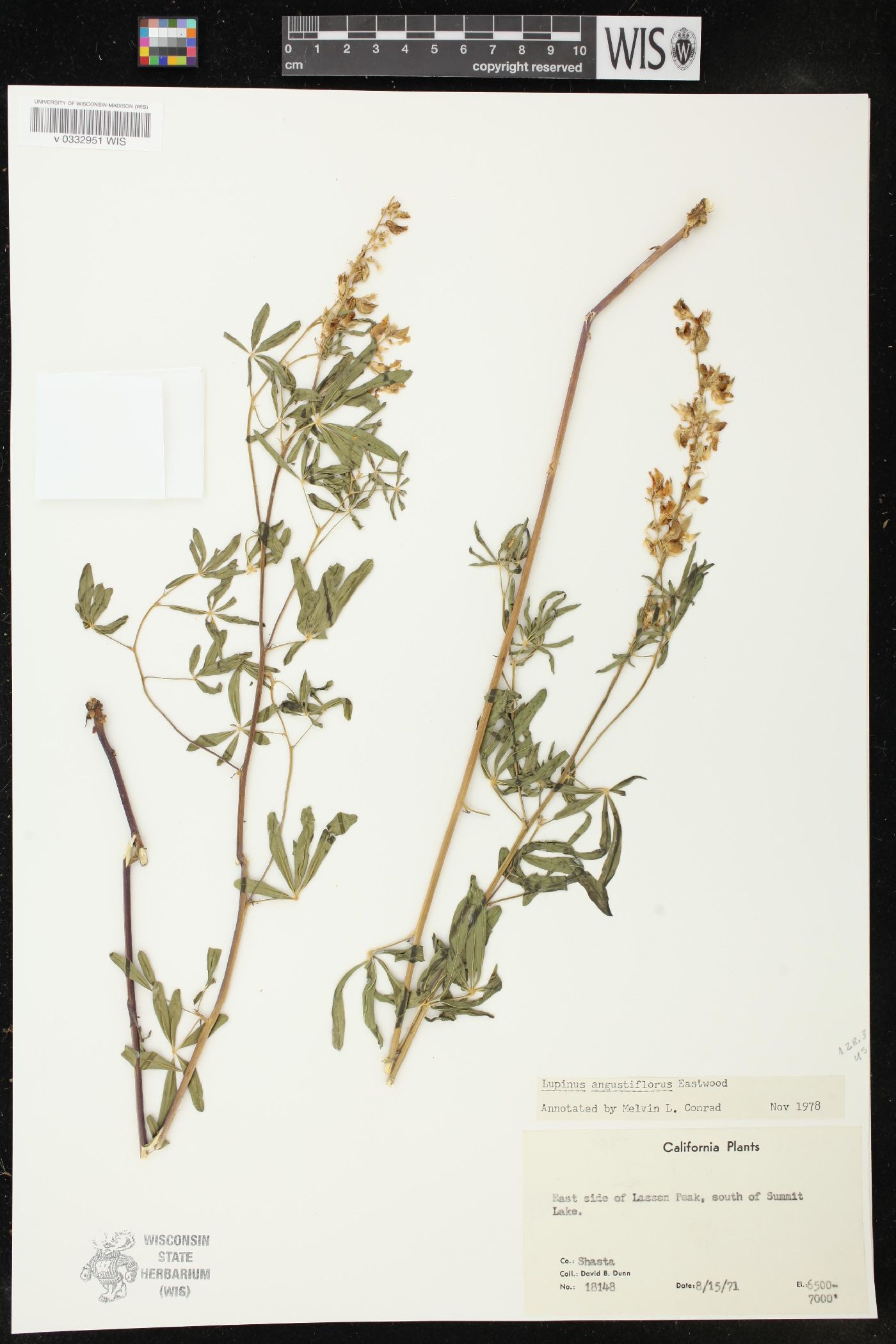 Lupinus angustiflorus image