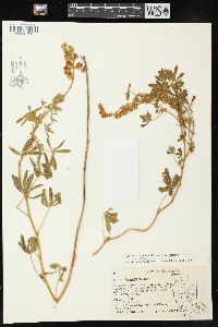 Lupinus formosus var. formosus image