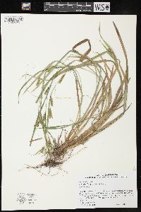 Carex flaccosperma image