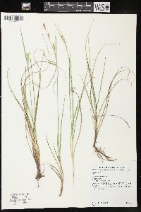 Carex meadii image