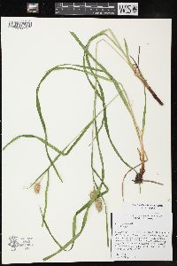 Carex typhina image